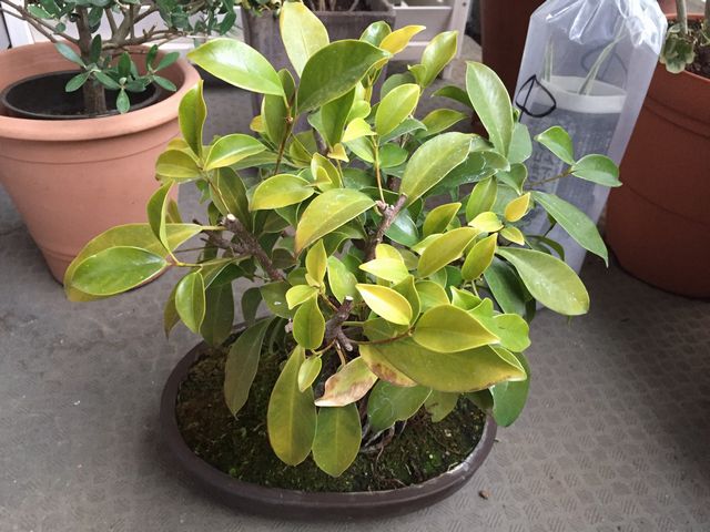 ガジュマル盆栽肥料切れ