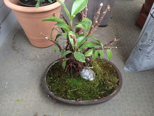 ガジュマル剪定