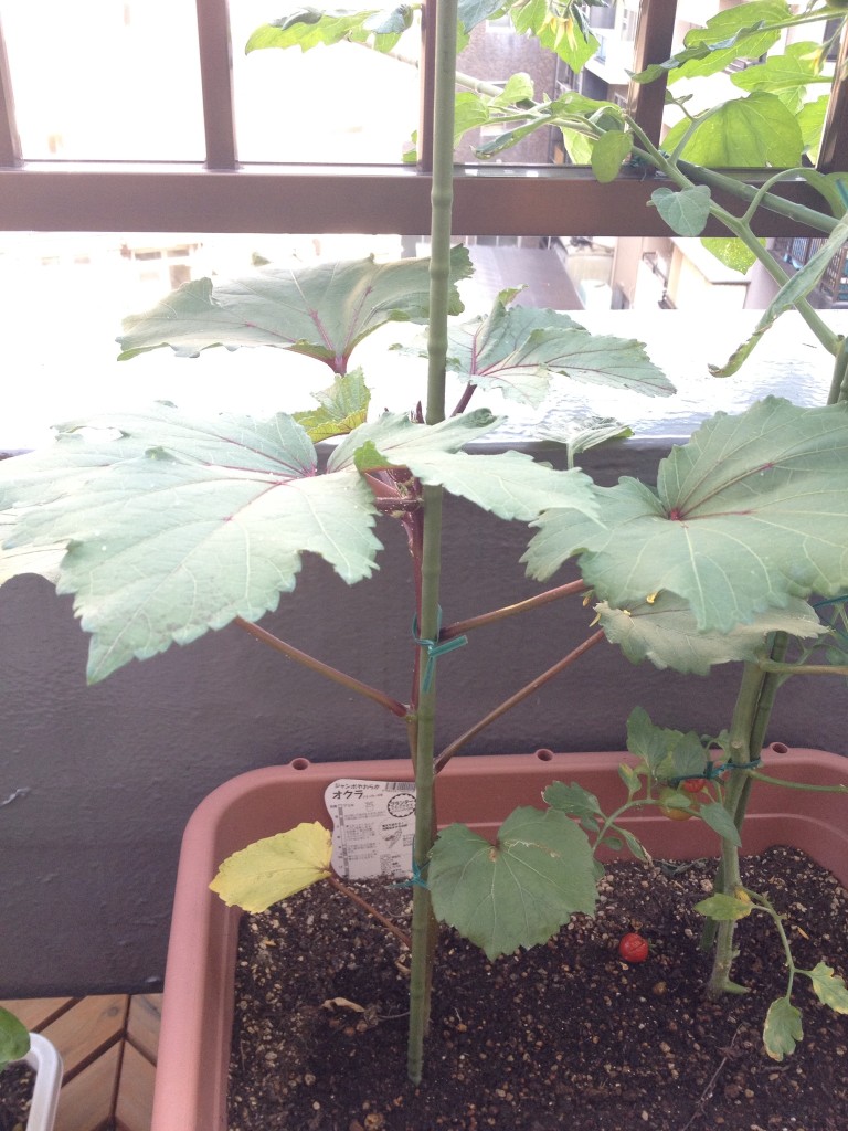 赤いオクラに支柱を立てる