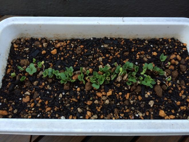 写真 2014-03-30 17 43 59