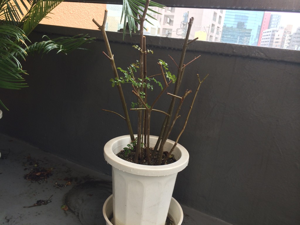 シマトネリコの剪定