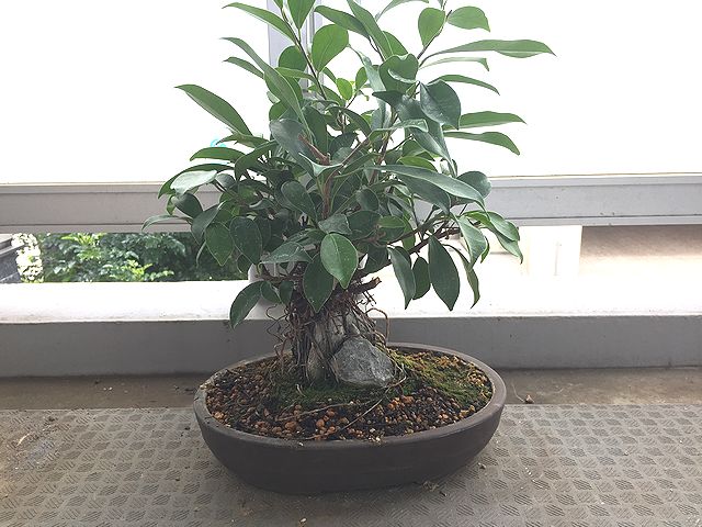 ガジュマル盆栽