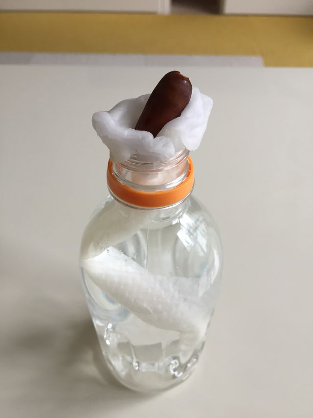 ペットボトルでどんぐり栽培