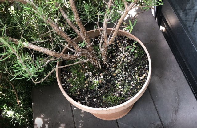 根詰まりしている鉢