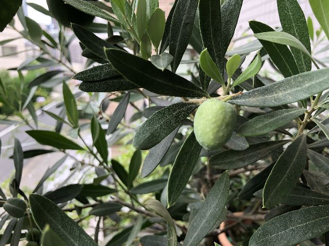 チプレッシーノの実