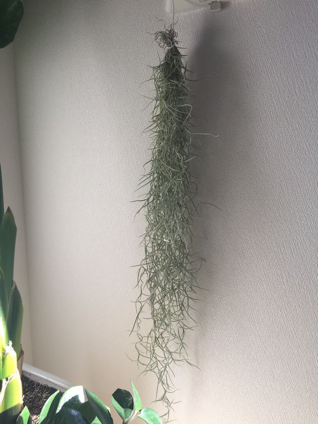 サルオガセモドキ