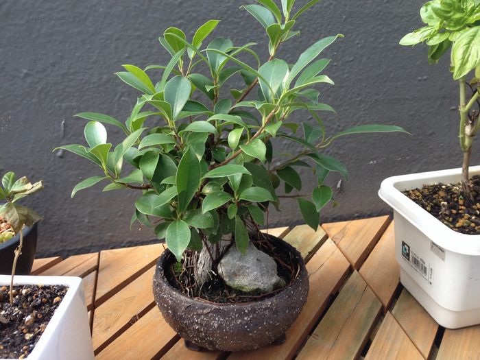 ガジュマル盆栽