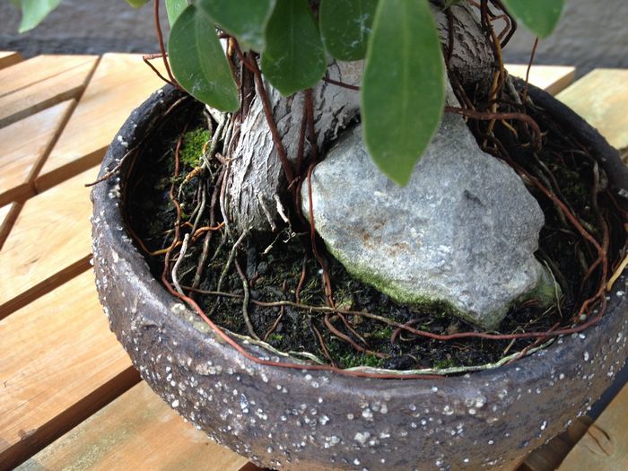 ガジュマル盆栽の気根