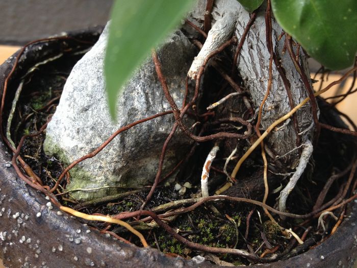 ガジュマル盆栽の気根