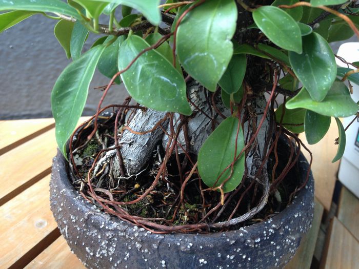 ガジュマル盆栽の気根