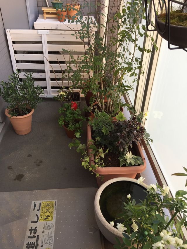 シェードガーデン