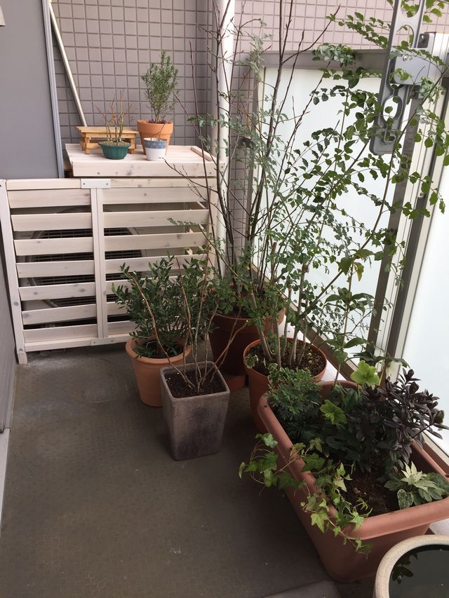 シェードガーデン