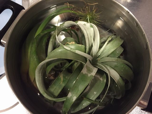 キセログラフィカのソーキング