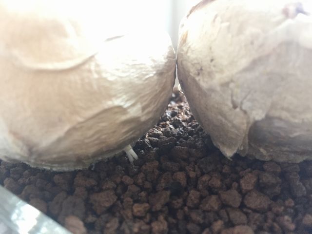 ヒアシンスの球根