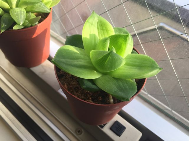 ハオルチア　プラニフォリア