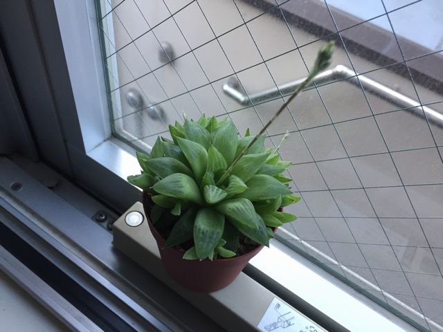 ハオルチアの花