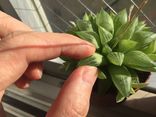 ハオルチアの水やり