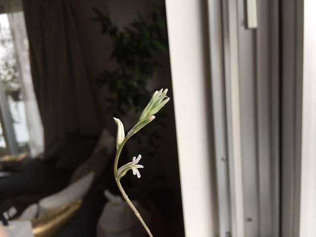 ハオルチアの花