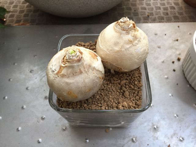 ヒアシンス球根