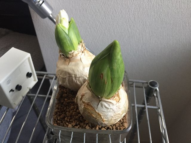 ヒアシンスの球根