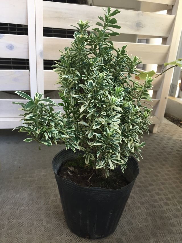 斑入り姫マサキ