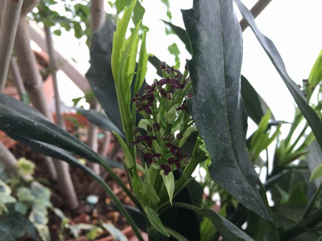 ホソバアオキ花