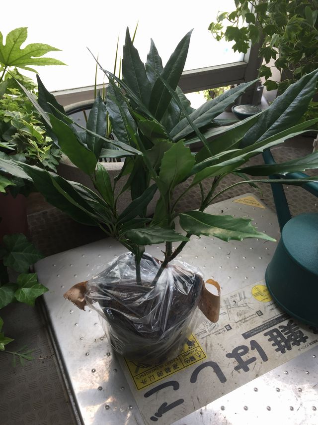 ホソバアオキの苗