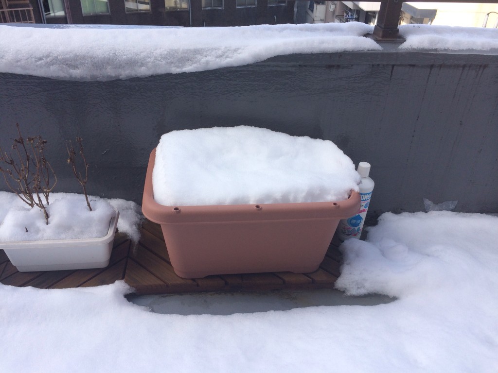 椎の実にかぶった雪