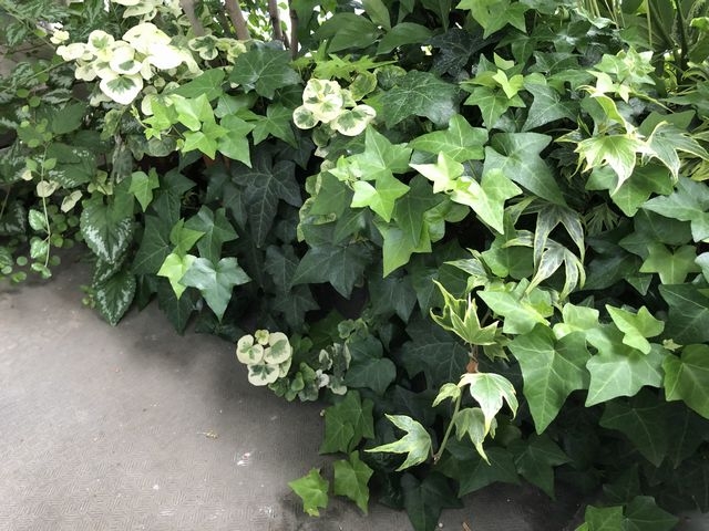 様々な種類のアイビー