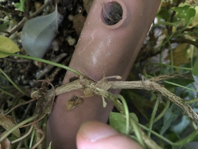 木質化したアイビー