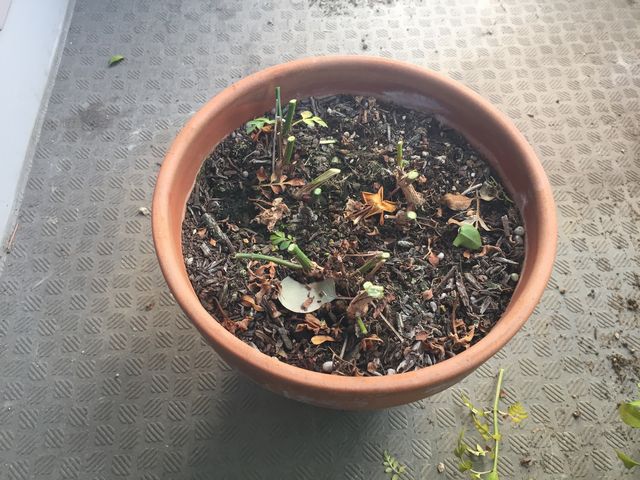 ジャスミン・ホワイトプリンセスの剪定