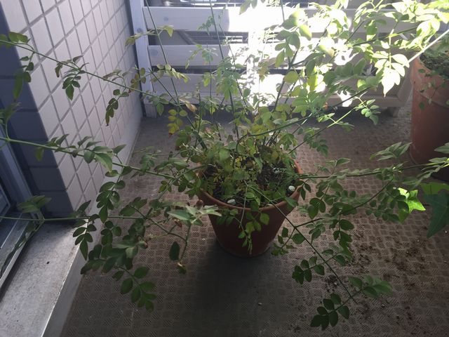 ジャスミン・ホワイトプリンセス