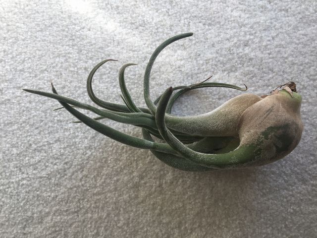 カプトメデューサ