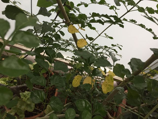 半落葉シマトネリコ