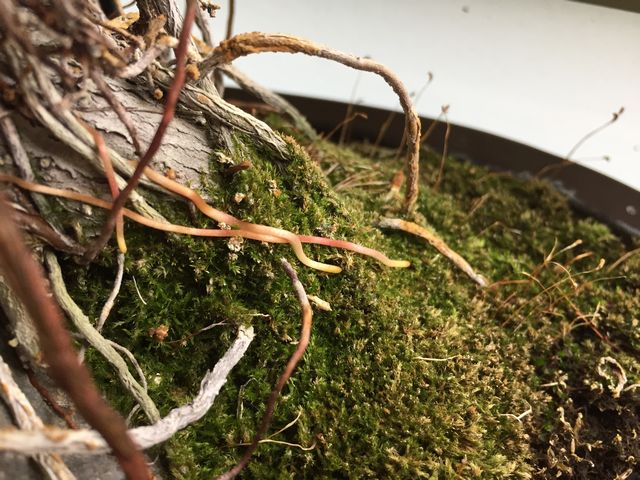 ガジュマル気根