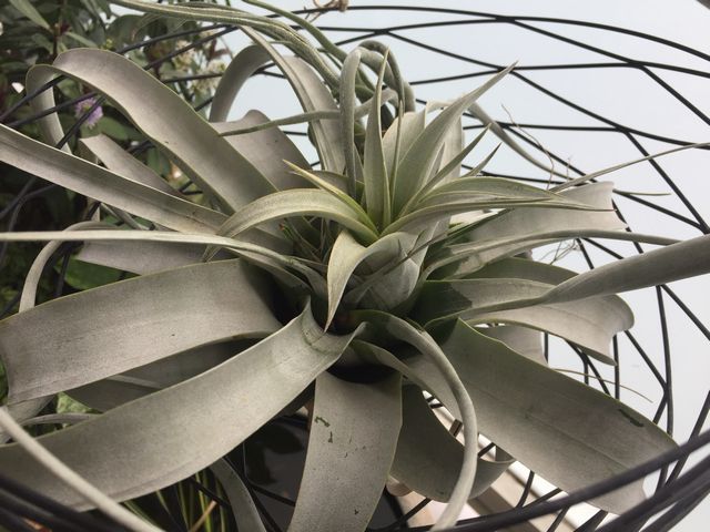 キセログラフィカ