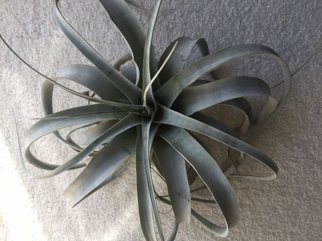 キセログラフィカ