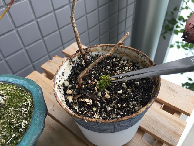 桜盆栽の苔移植