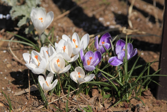 クロッカス