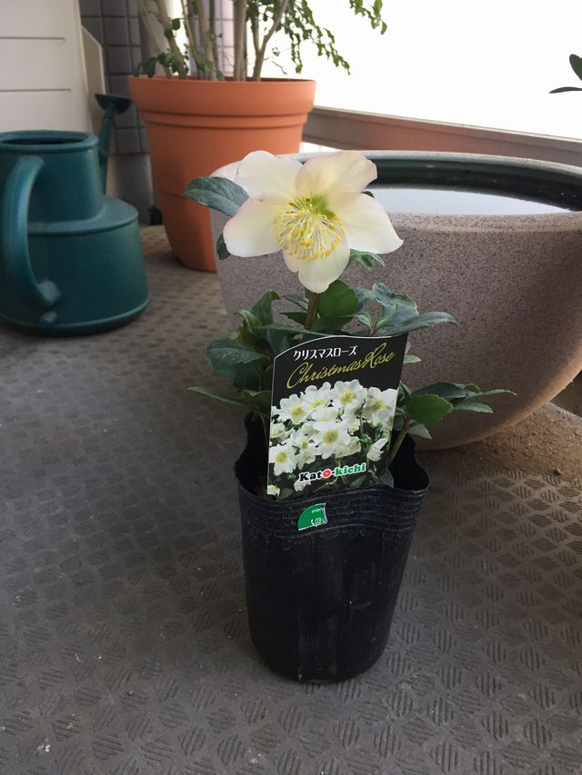 クリスマスローズ