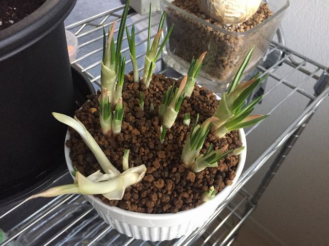 クロッカス球根