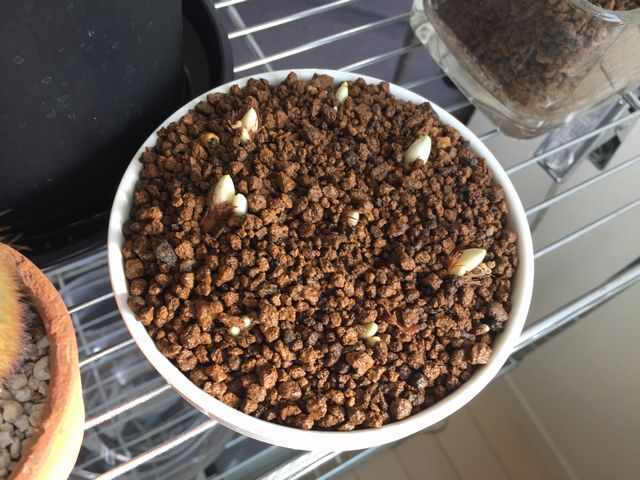 クロッカス発芽