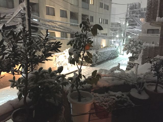 雪とレモン