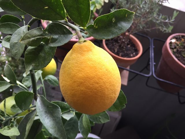 レモンの実