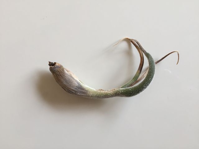 カプトメデューサ