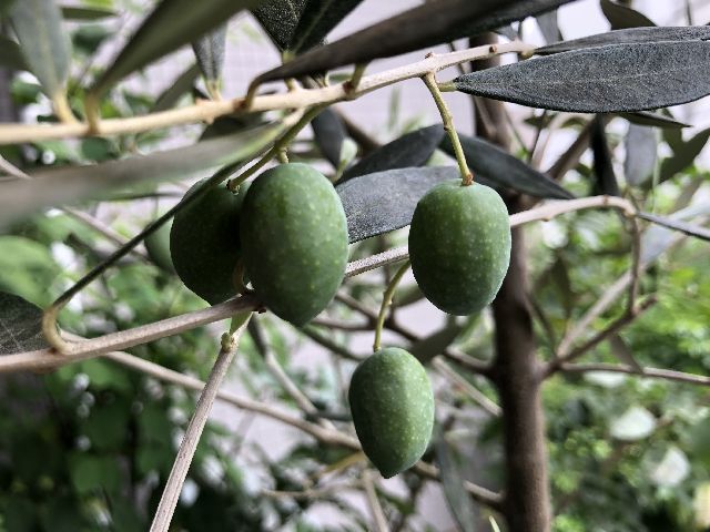 ミッションの実