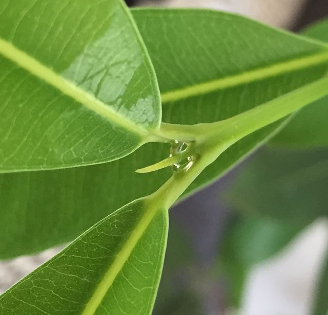 アマゾンオリーブ