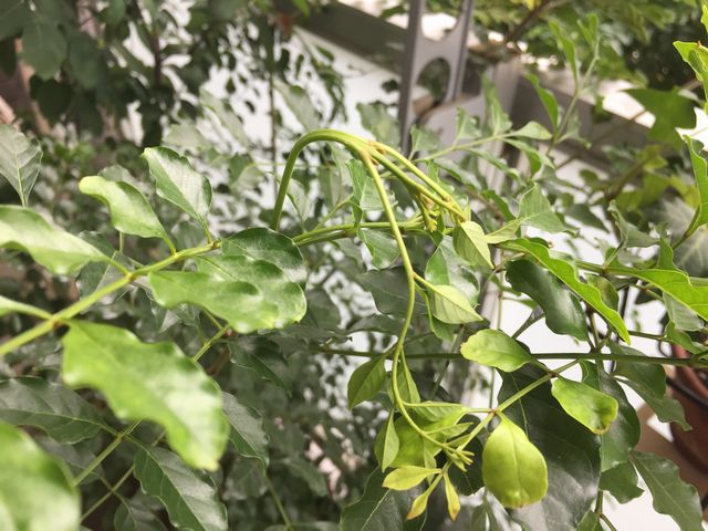 シマトネリコ水切れ