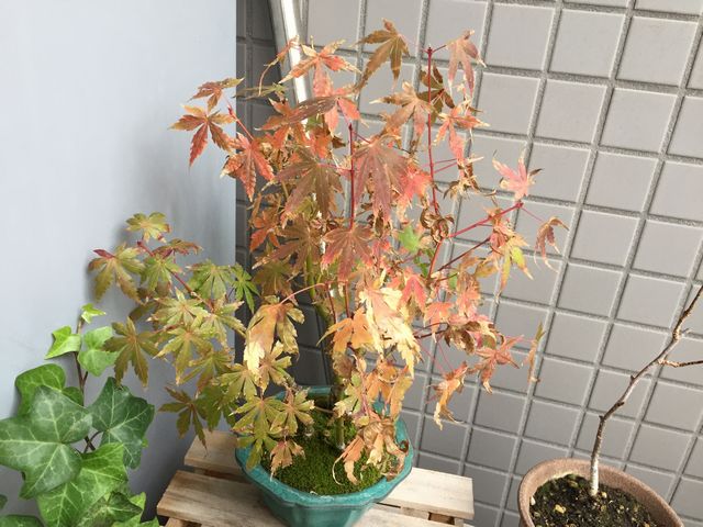 紅葉
