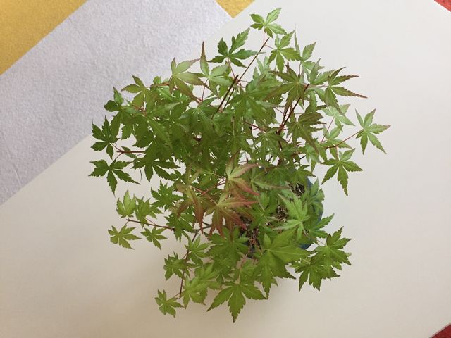 もみじ盆栽上から